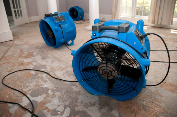 Best Professional water damage repair  in Magnolia, MS